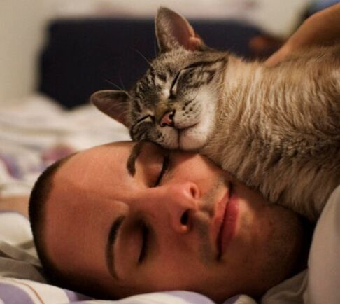 сон з коткай як прычына заражэння паразітамі